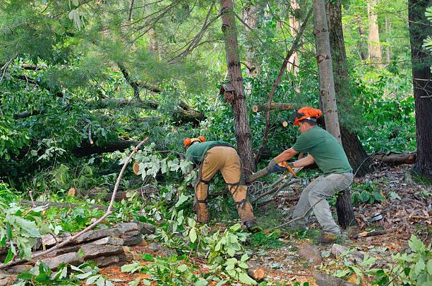 How Our Tree Care Process Works  in  Claypool, AZ